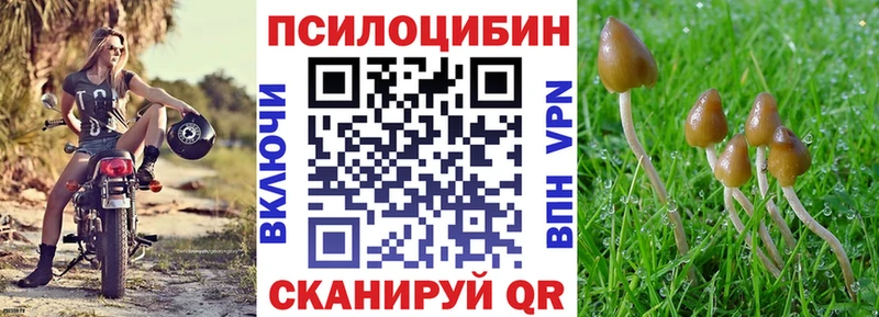 Галлюциногенные грибы Psilocybe  где найти   Мурманск 